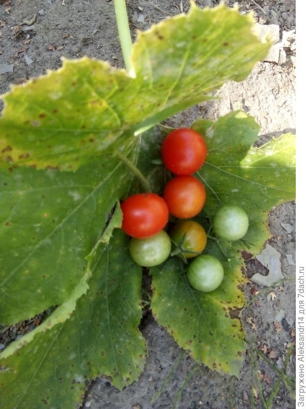 Модная коктельная звездная россыпь