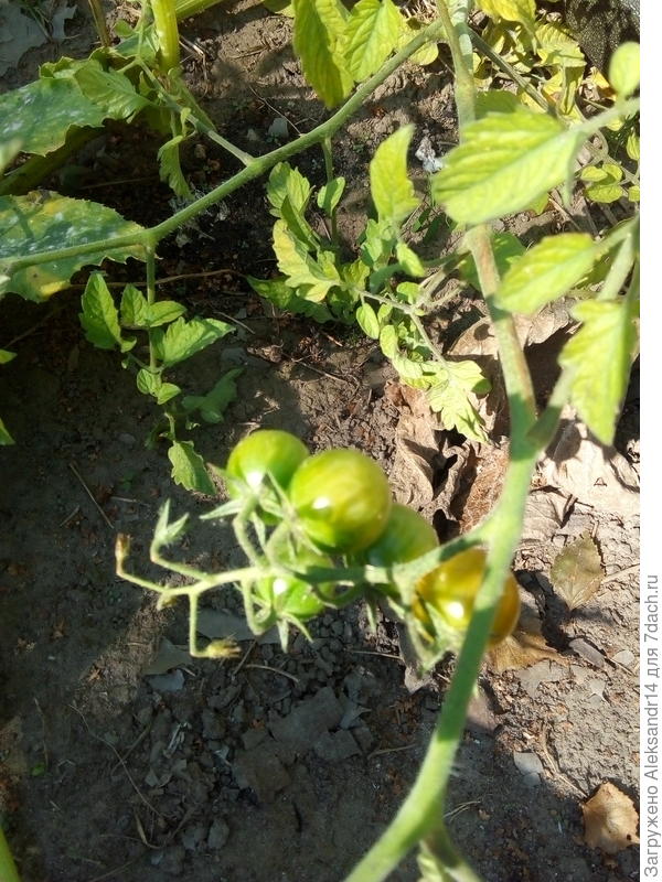 Ползучие томаты