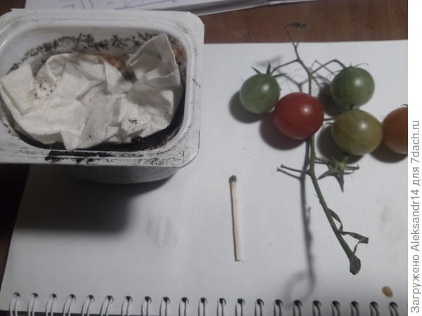 Положительные аффирмации для томатов