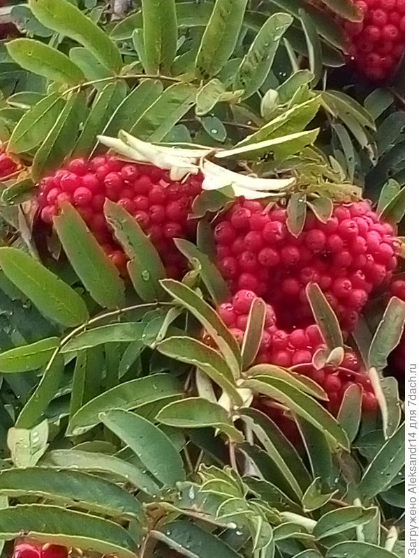 Рябина созрела