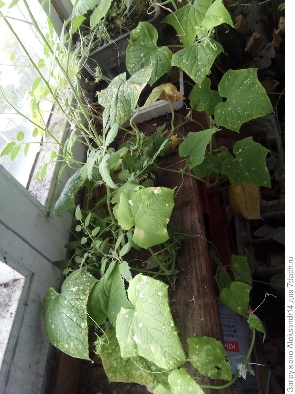 Новая генерация переехала через балкон