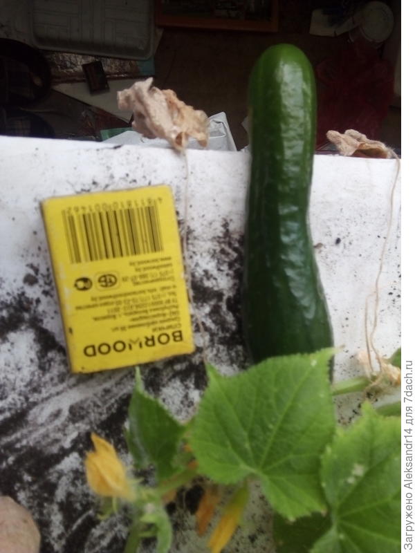 Подготовительная группа