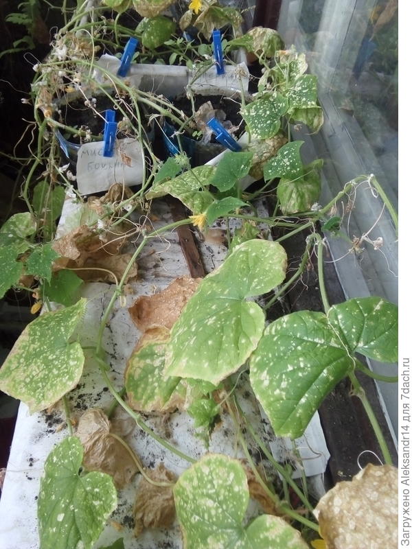 Весенние старшеклассники