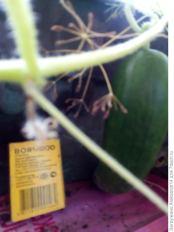 Похоже на гирлянду