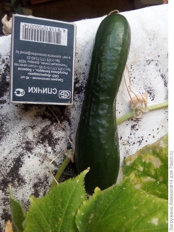 Вкусная гирляда растет