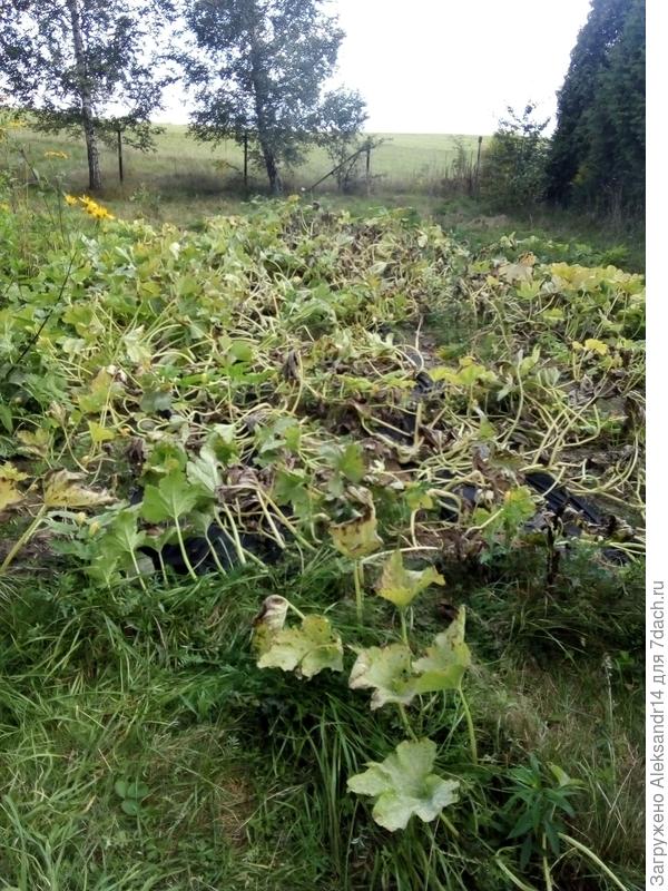 Предзамороки но еще растем