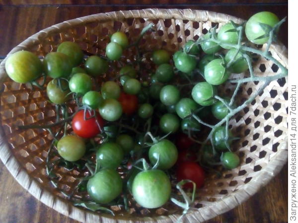 Грозди томатовиноградов