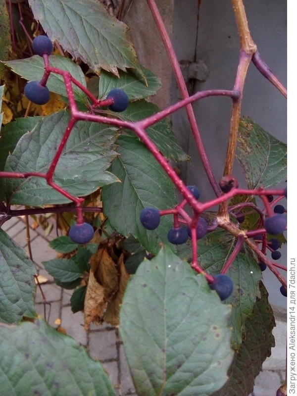 Виноград девичедикий как его окультурить