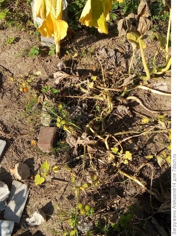 Горизонтальные томаты удачный эксперимент с индетермамитермами