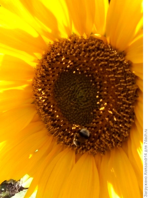 Продолжаются подсолнухи ради шмелей