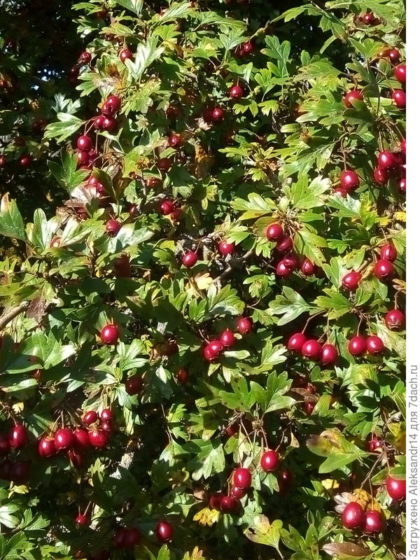 Находка в лесу компенсация за яблоки