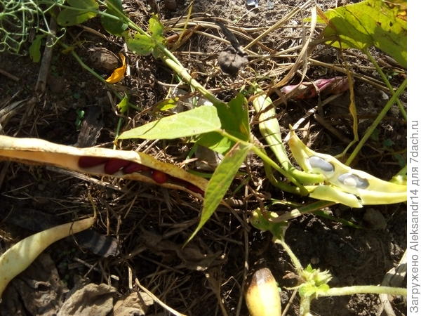 Далматинец и местный житель