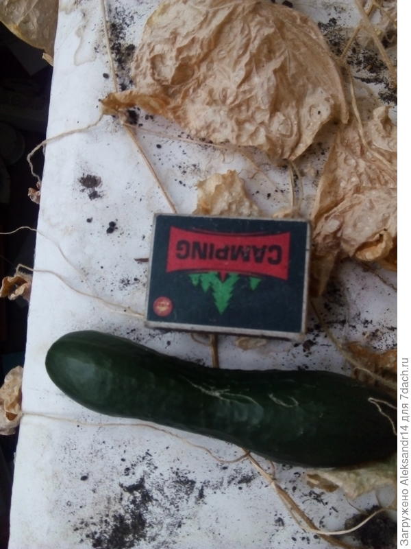 Салатник на засохшей плети