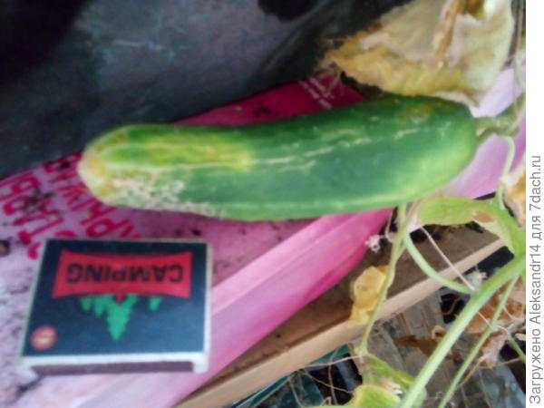 Салатник перезрел