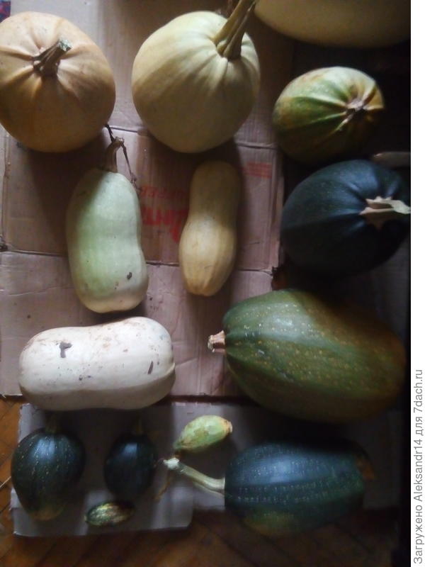 Осенние зеленцы