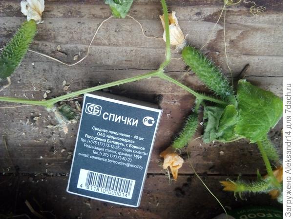 Завязи продолжаются