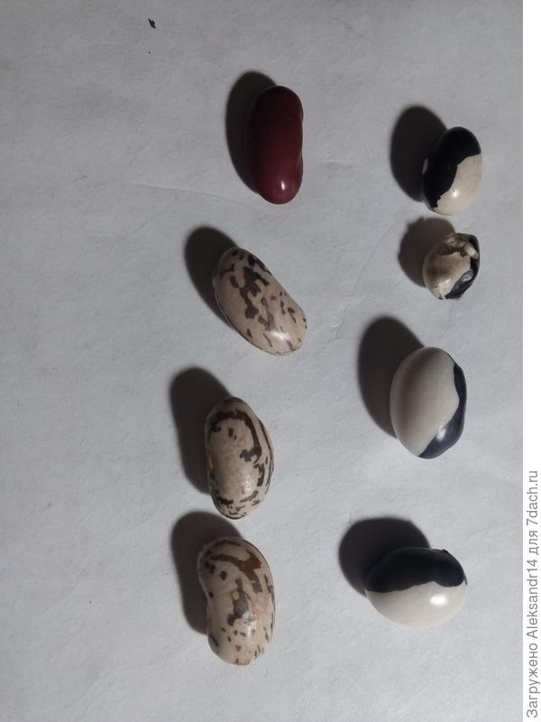 Коллекция фасоли красные звездные инь янь