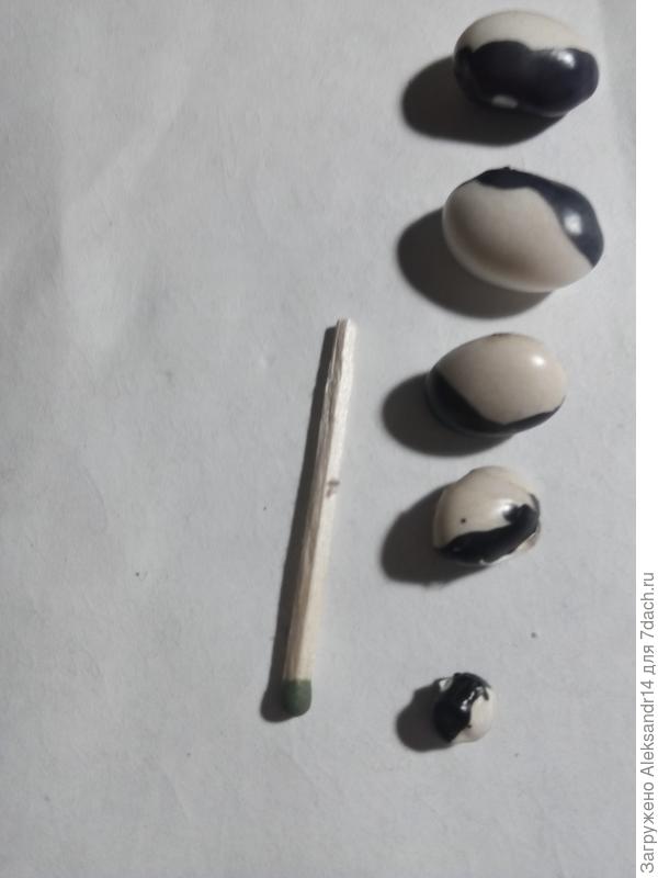 Далматинская матрешка