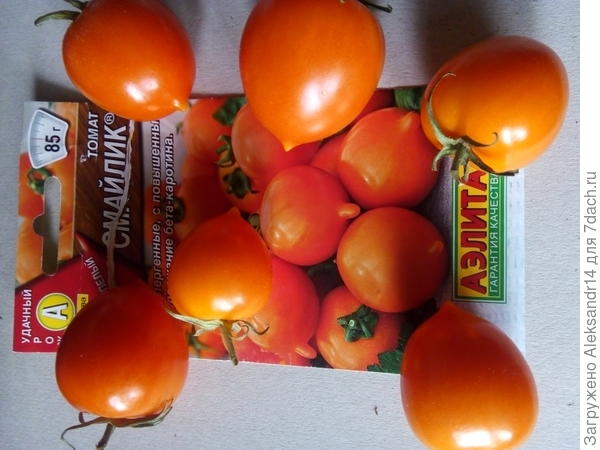 Томаты на балконе продолжаются