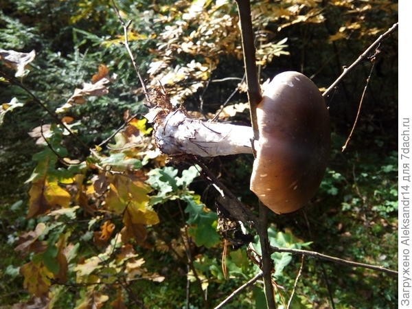 Или все же нормальный