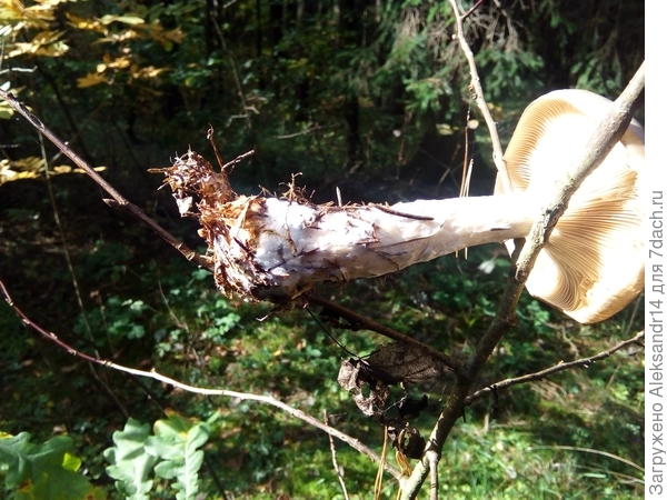 Подвесил на куст лучше видно