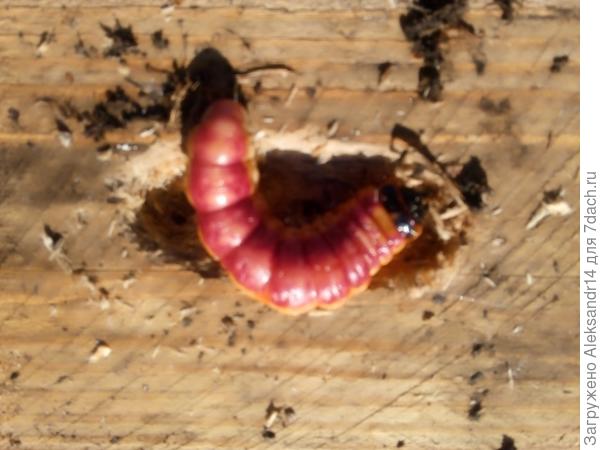 Красавец или красавицп