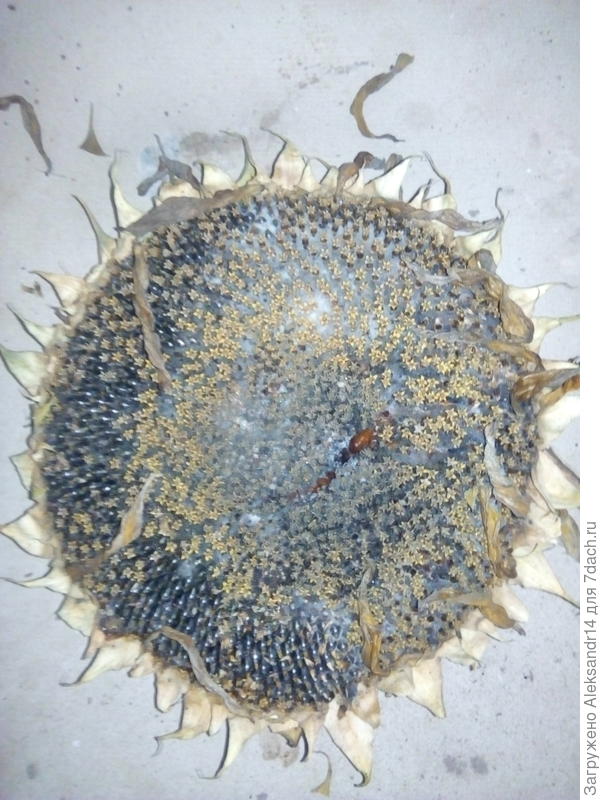 Себе тоже оставили но кто как готовит