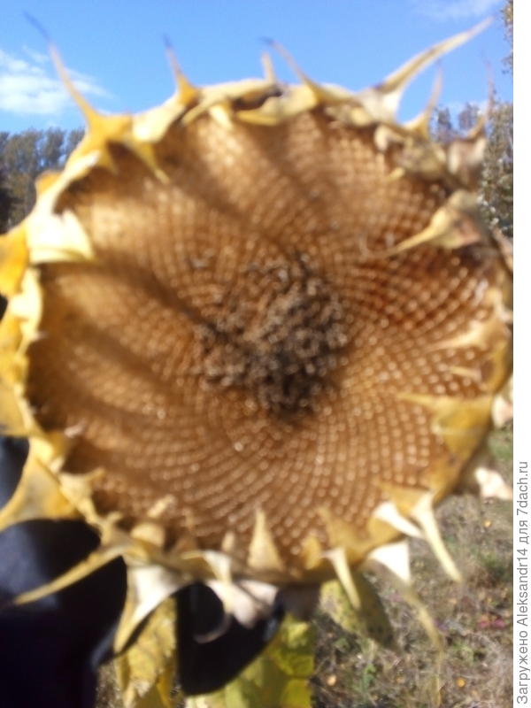 Послептичье