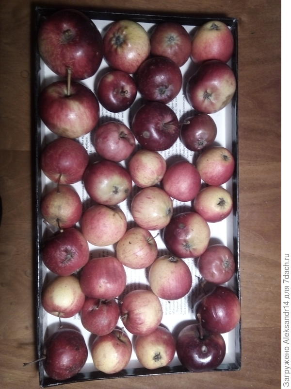 Яблоки вторая половина октября