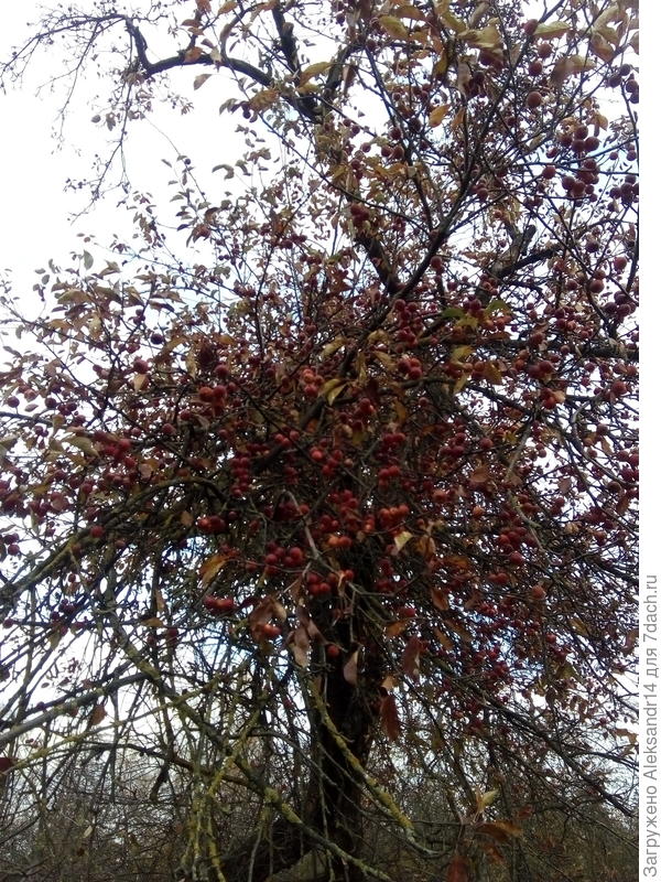 Осеннеяблочный сезон продолжается