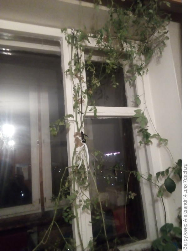 Зелёная вертикальная штора