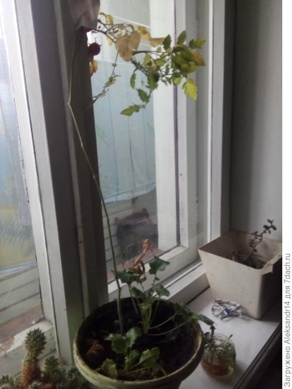 Там три ягодки