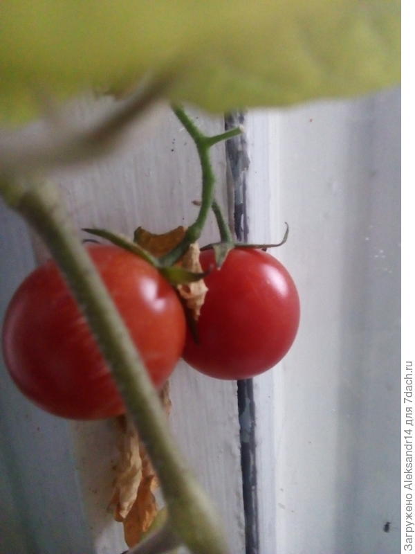 Томатики с балкона