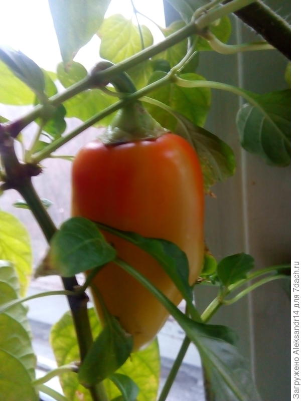 Наверное Братья Гриль