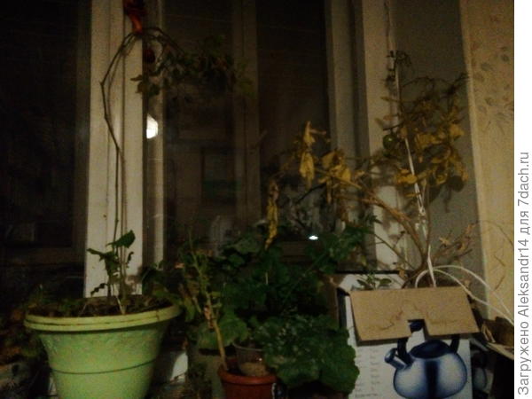 Тоиаты дайконы