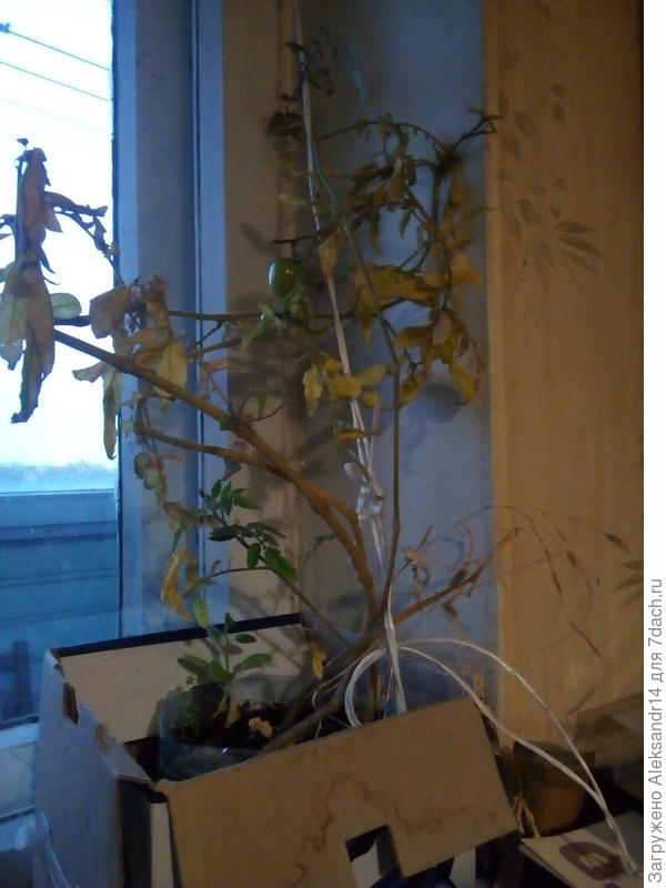 Смайлик  только что с балкона перенесен