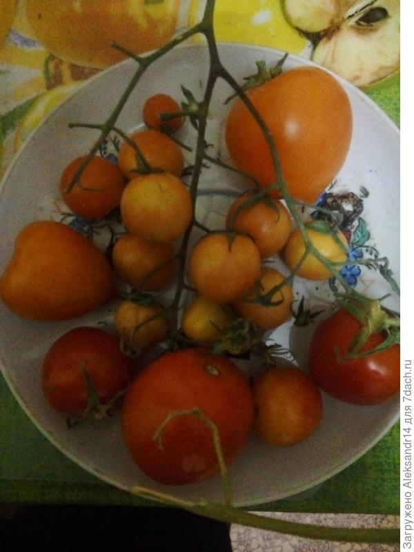 Предзимние томаты