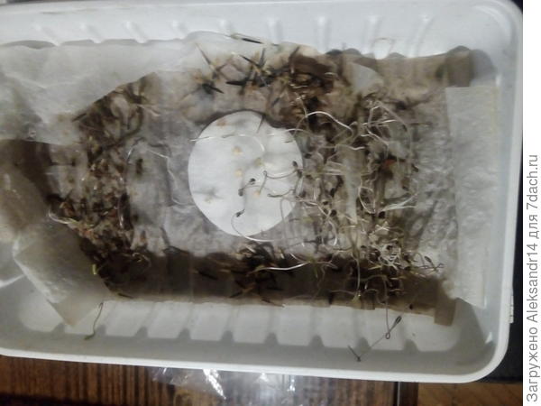 Проростки два перца из пяти бархатцы укроп