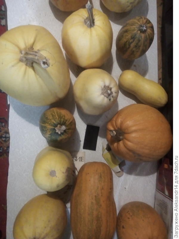 Обычный ежегодный комплект