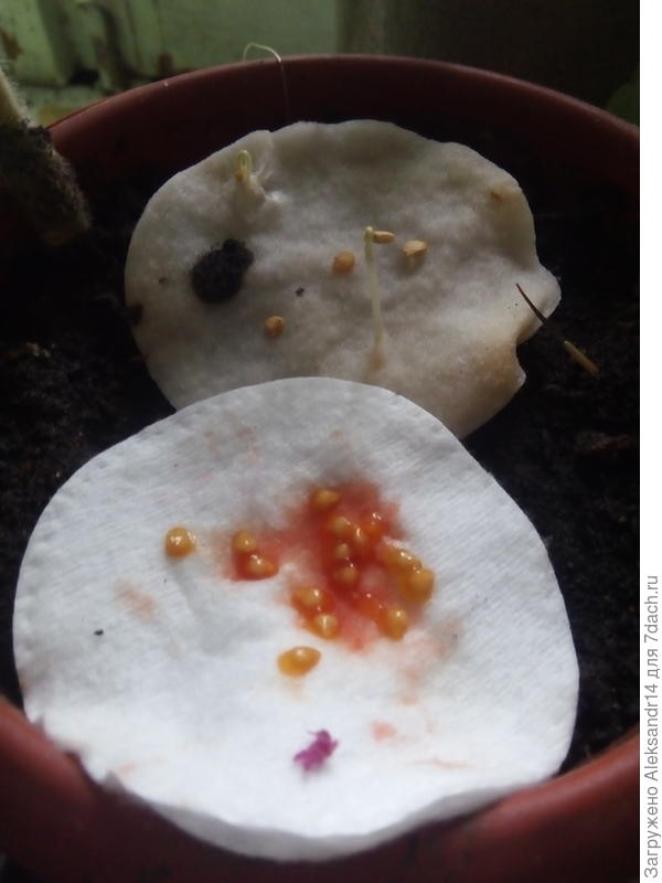 Перцы и томаты в горшочке ствол Чудо Карлика