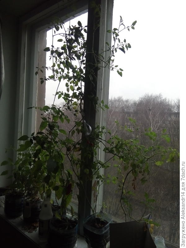 Так выглядит растение