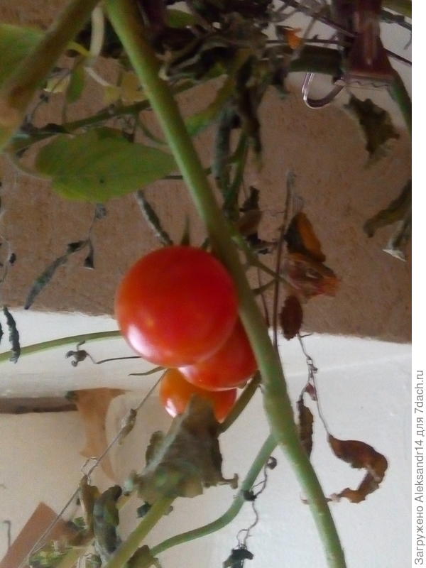 Потолок на струне для штор