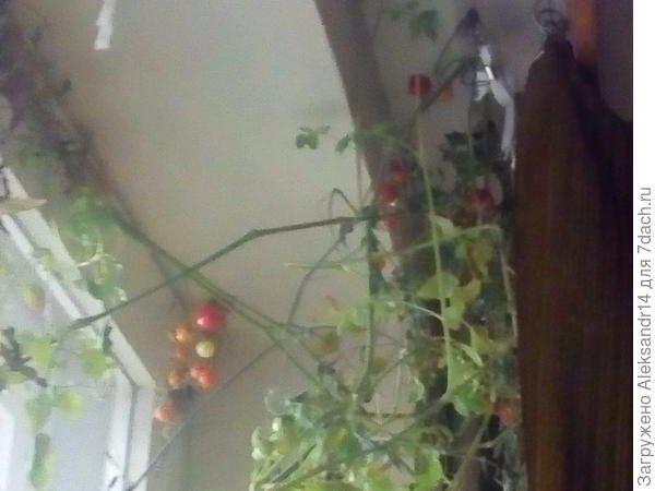 Огород на подоконнтке т.е. на потолке
