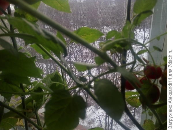 Зеленый фон