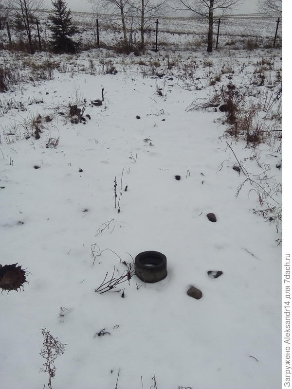 Бетонное колечко как ориентир грядки тестирования