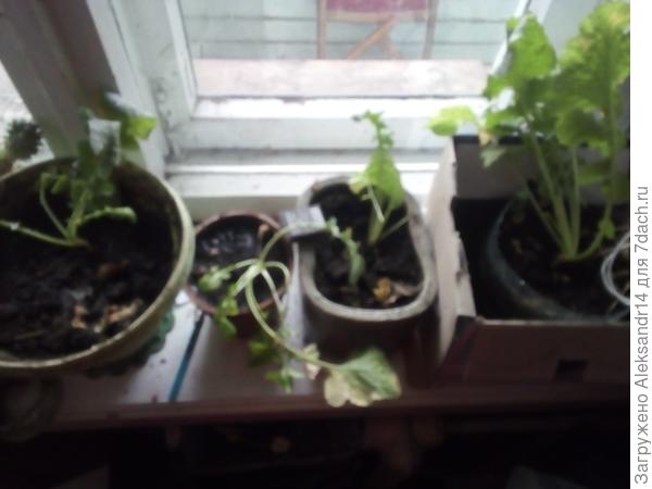 Рассажены центр право Альма Матер