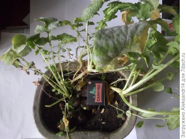 Общая территория