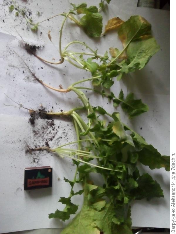 Пять корешков