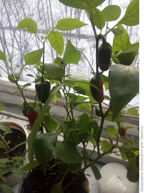 Зреют перцы
