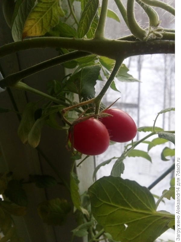 Звезднороссыпный модный коктейль